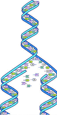 dna bible code